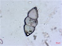 登錄號:A00004530藏品圖，第6張