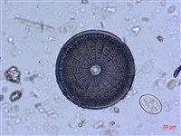 登錄號:A00004530藏品圖，第9張