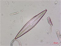 登錄號:A00004532藏品圖，第5張