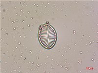 登錄號:A00004534藏品圖，第5張