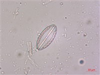 登錄號:A00004534藏品圖，第6張
