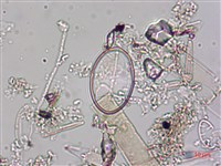 登錄號:A00004536藏品圖，第6張