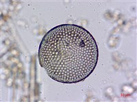 登錄號:A00004536藏品圖，第7張