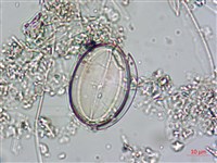 登錄號:A00004537藏品圖，第5張