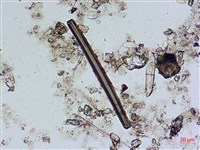 登錄號:A00004537藏品圖，第7張