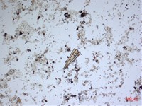 登錄號:A00004538藏品圖，第2張