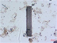 登錄號:A00004539藏品圖，第5張