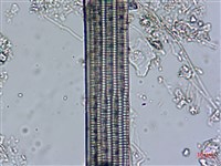 登錄號:A00004539藏品圖，第6張