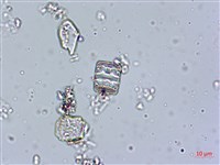 登錄號:A00004540藏品圖，第4張