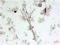登錄號:A00004541藏品圖，第7張
