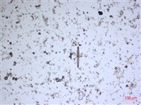 登錄號:A00004543藏品圖，第2張