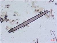 登錄號:A00004543藏品圖，第5張