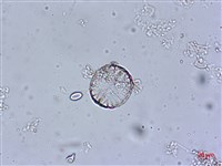 登錄號:A00004543藏品圖，第6張