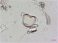 登錄號:A00004544藏品圖，第5張