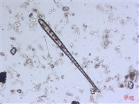 登錄號:A00004544藏品圖，第7張