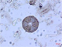 登錄號:A00004545藏品圖，第3張