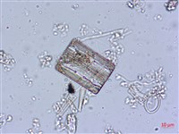登錄號:A00004545藏品圖，第6張