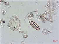 登錄號:A00004546藏品圖，第5張