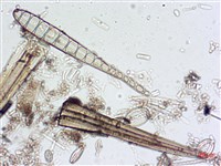 登錄號:A00004546藏品圖，第7張