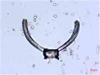登錄號:A00004547藏品圖，第5張