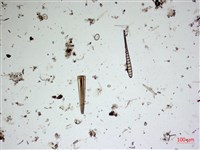 登錄號:A00004548藏品圖，第2張
