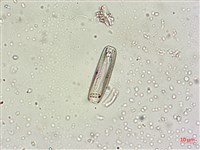 登錄號:A00004548藏品圖，第5張