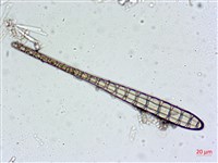 登錄號:A00004548藏品圖，第9張