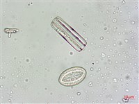 登錄號:A00004549藏品圖，第7張