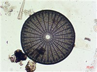 登錄號:A00004551藏品圖，第5張