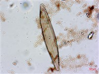 登錄號:A00004552藏品圖，第4張