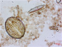 登錄號:A00004552藏品圖，第5張