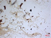 登錄號:A00004554藏品圖，第2張