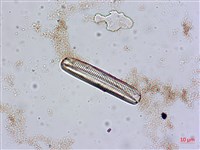 登錄號:A00004554藏品圖，第4張