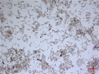 登錄號:A00004555藏品圖，第2張