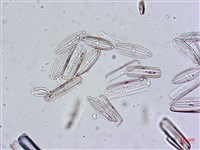登錄號:A00004555藏品圖，第3張