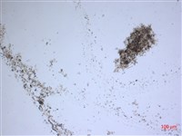 登錄號:A00004556藏品圖，第2張