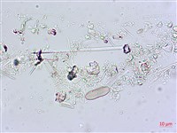 登錄號:A00004556藏品圖，第3張
