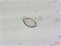 登錄號:A00004556藏品圖，第5張