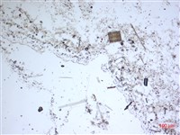 登錄號:A00004557藏品圖，第2張