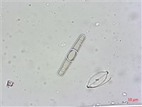 登錄號:A00004557藏品圖，第5張