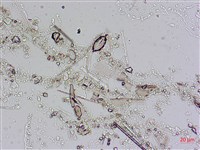 登錄號:A00004557藏品圖，第8張
