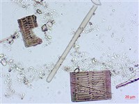 登錄號:A00004558藏品圖，第8張