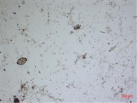 登錄號:A00004559藏品圖，第2張