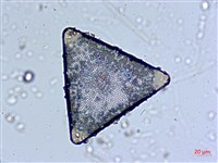 登錄號:A00004559藏品圖，第3張