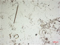 登錄號:A00004560藏品圖，第2張