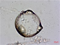 登錄號:A00004560藏品圖，第4張