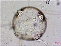 登錄號:A00004560藏品圖，第5張