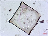 登錄號:A00004560藏品圖，第7張