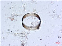 登錄號:A00004560藏品圖，第8張