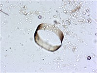 登錄號:A00004560藏品圖，第9張